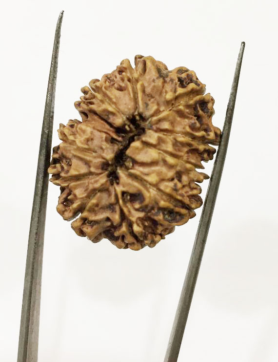 10 Mukhi Certified Rudraksha (Nepal Origin) Size 18mm